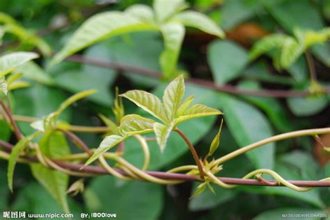 藤蔓植物